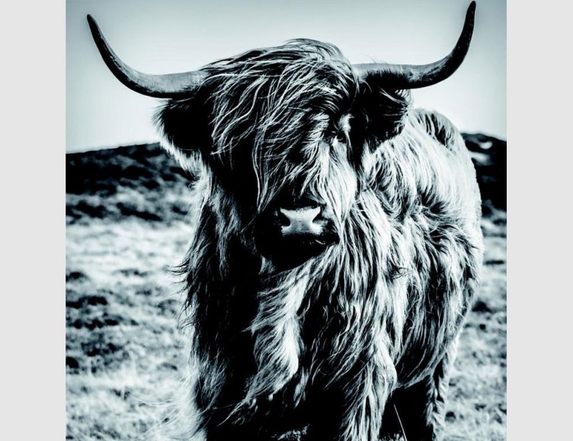 Bild Highland Rind Schwarz, Weiß