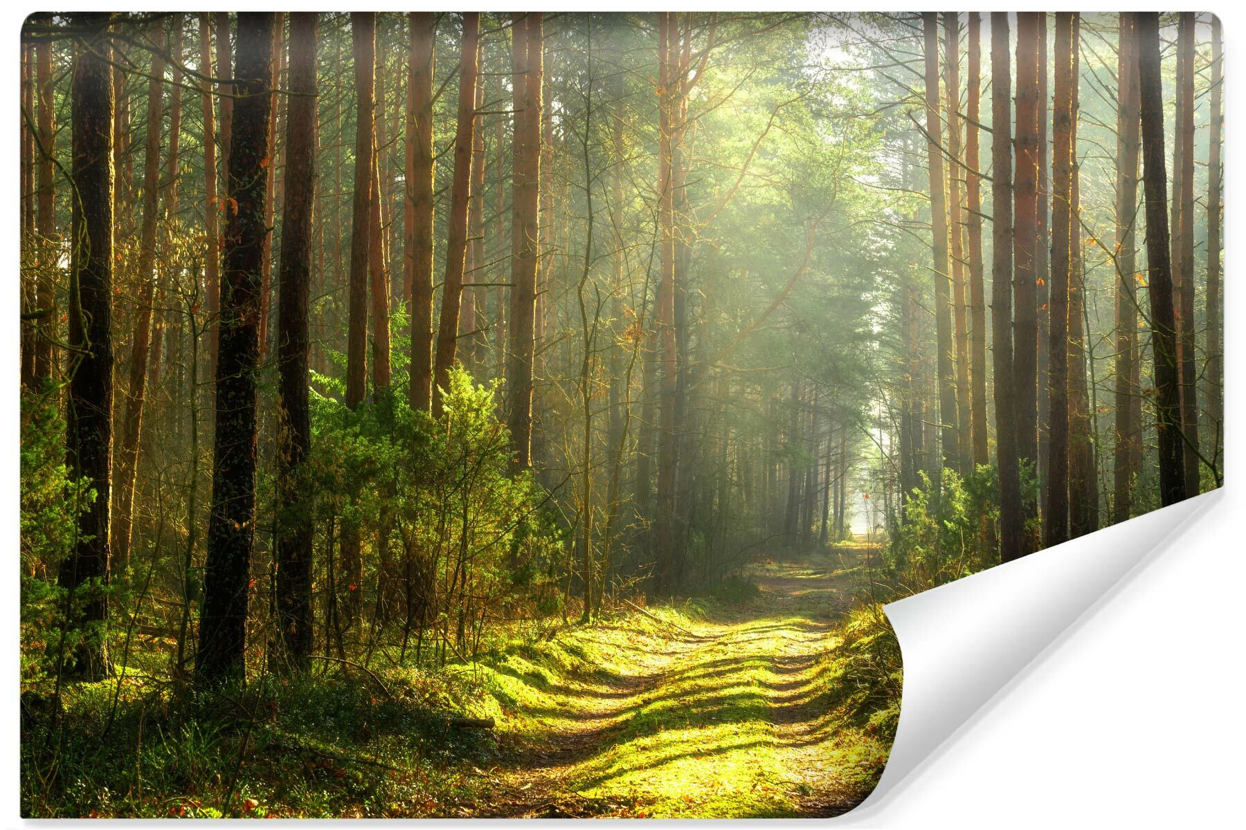 Fototapeta Do Salonu Ścieżka W Słonecznym Lesie 90x60cm
