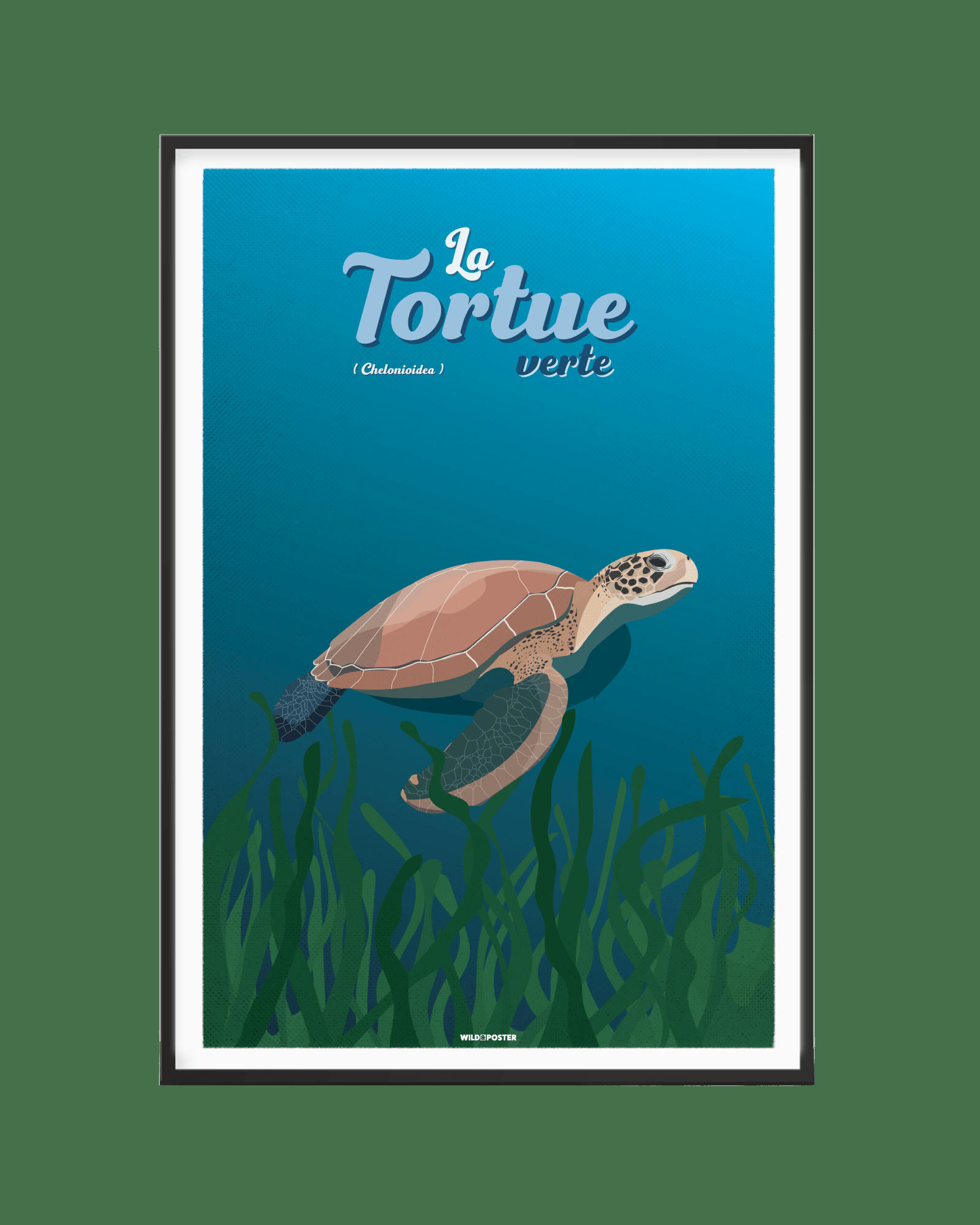 ANIMAUX - Affiche Animaux - La Tortue verte 30 x 40 cm