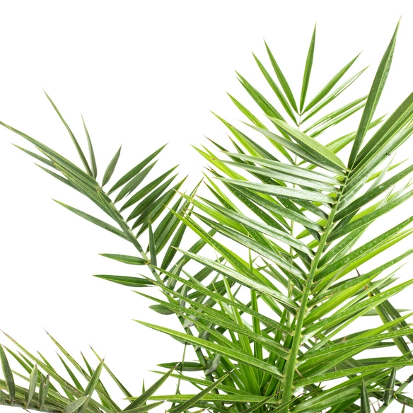 Topfpflanze, Kanarische Dattelpalme - Phoenix canariensis - Höhe ca. 80 cm, Topf-Ø 19 cm