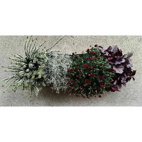 Blumen-Bag Herbst, max. Wuchshöhe: 30 cm, Blüte: bunt