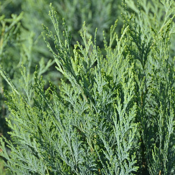Zypressengewächs, Columnaris Glauca, H 40-50 cm