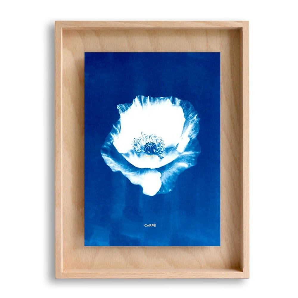 CARPË - Cadre en bois cyanotype pavot 40x30cm