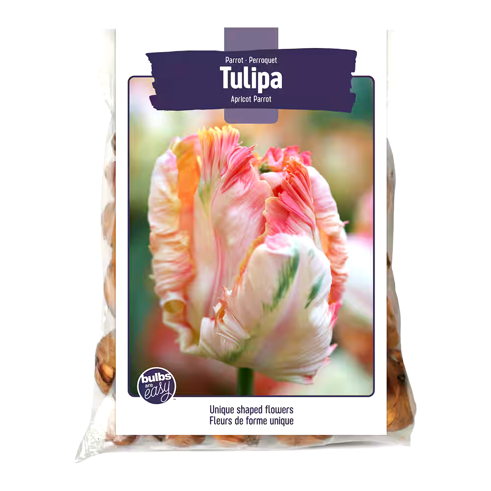 Bulbs Are Easy, Apricot Parrot Tulip Bulbs, Assorted Varieties, Home Garden