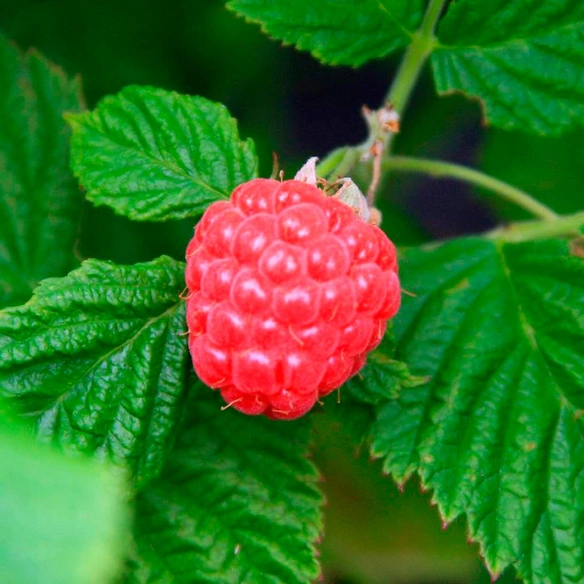 Garten-Himbeere, mehrjaehrig, rot