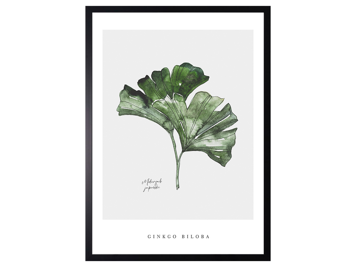 Obraz w ramie Ginkgo Biloba Watercolor Art. 53x73 cm