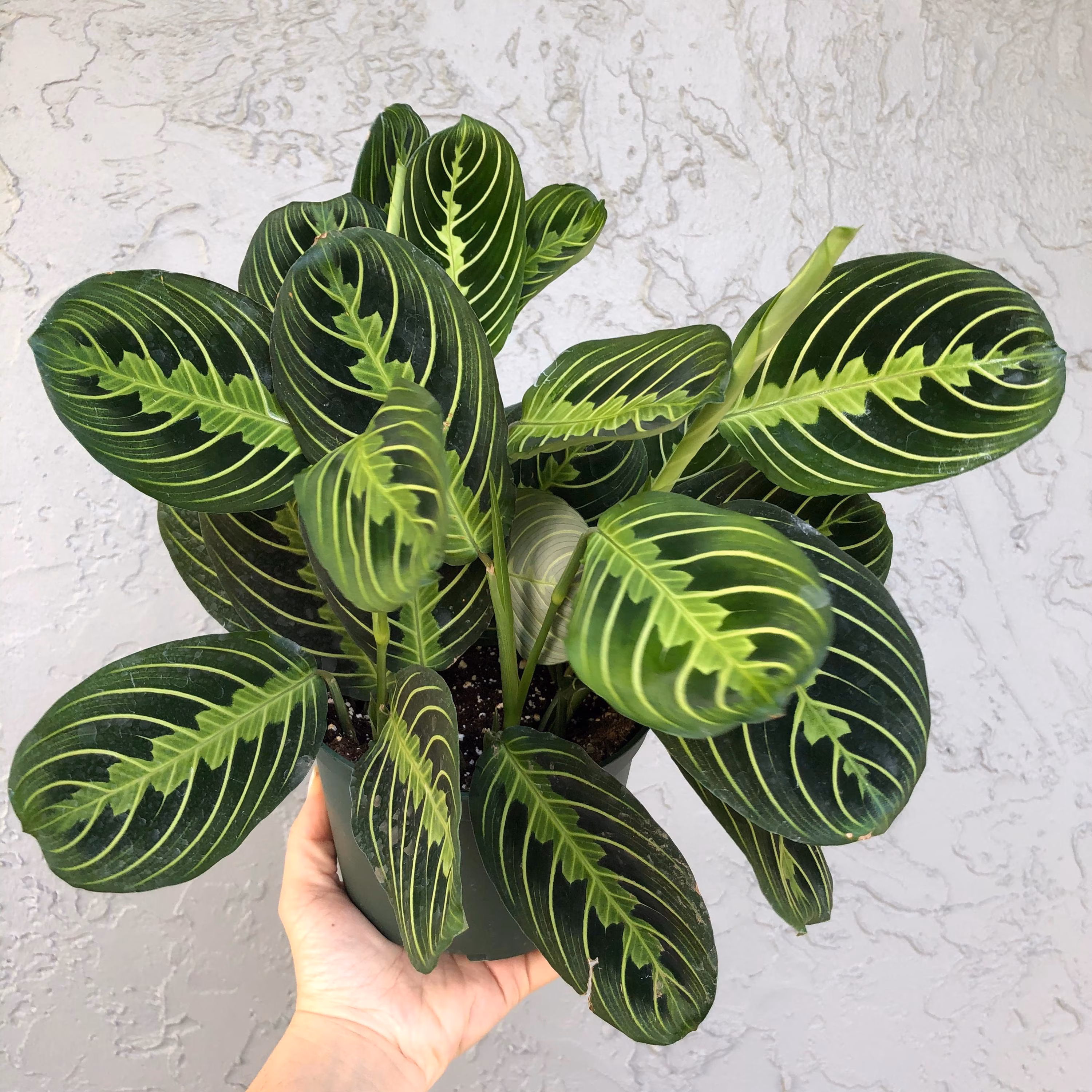 Lemon Lime Maranta - 6” pot