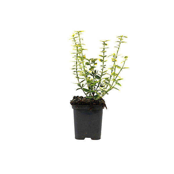 2 x Fusain 'Emerald 'n Gold' - Euonymus fortunei 'Emerald 'N Gold'- 20-25 cm pot