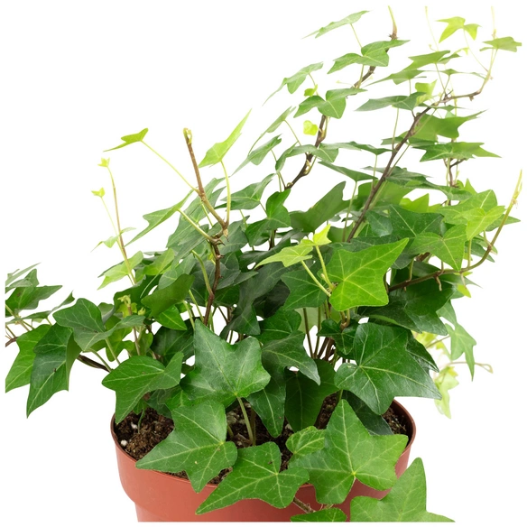 Efeu, Hedera helix, im Kunststoff-Kulturtopf