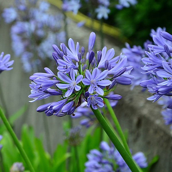 6 x Agapanthus 'Brillant Blue' - godet 9cm x 9cm