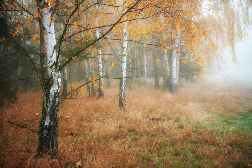 Fototapeta MGŁA Las Drzewa Brzozy Natura 90x60cm