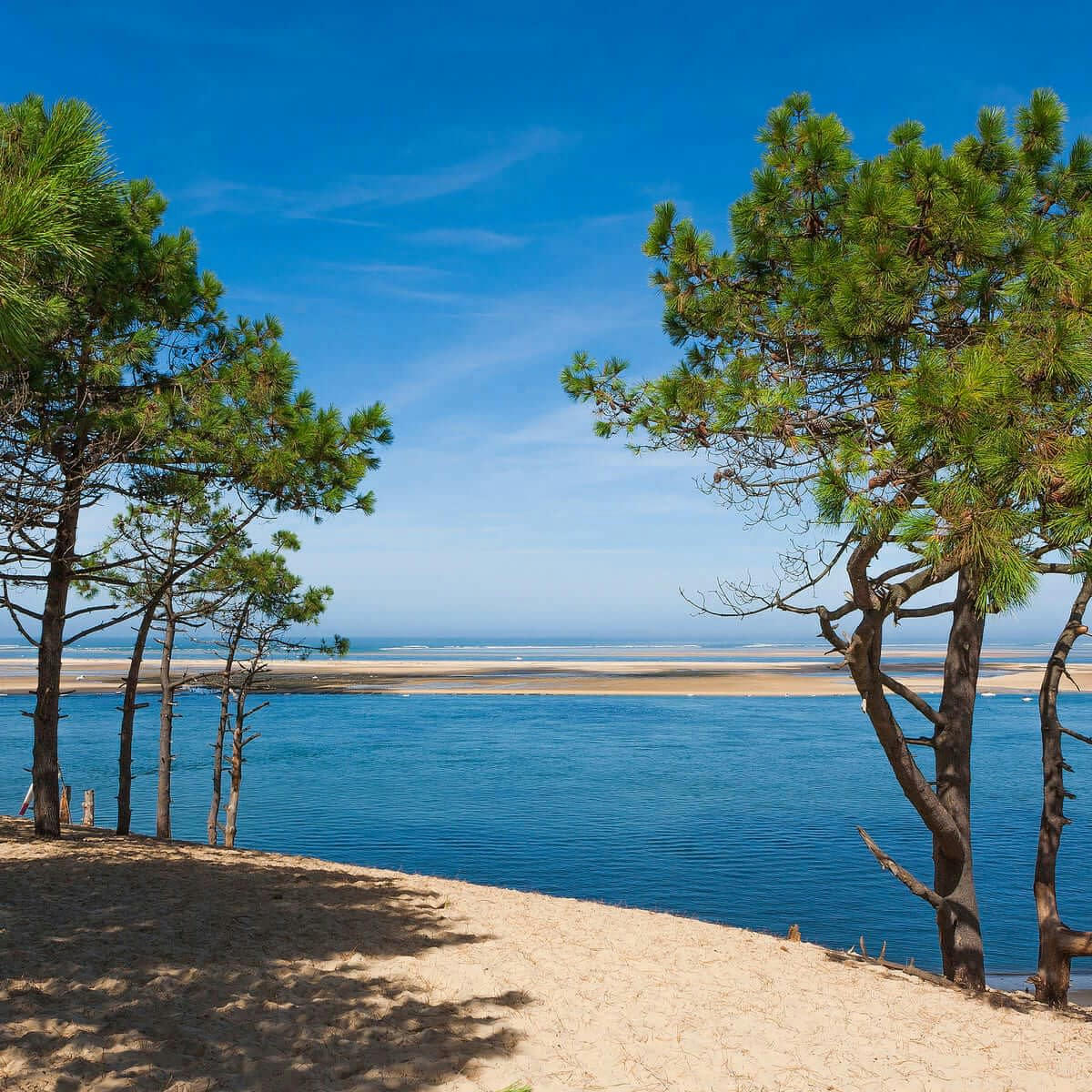 PLAGE - Tableau sur toile bassin et arbres 90x90 cm
