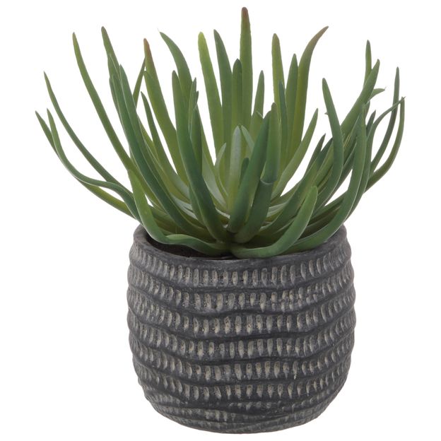 SUCULENTA ARRANJO BETON