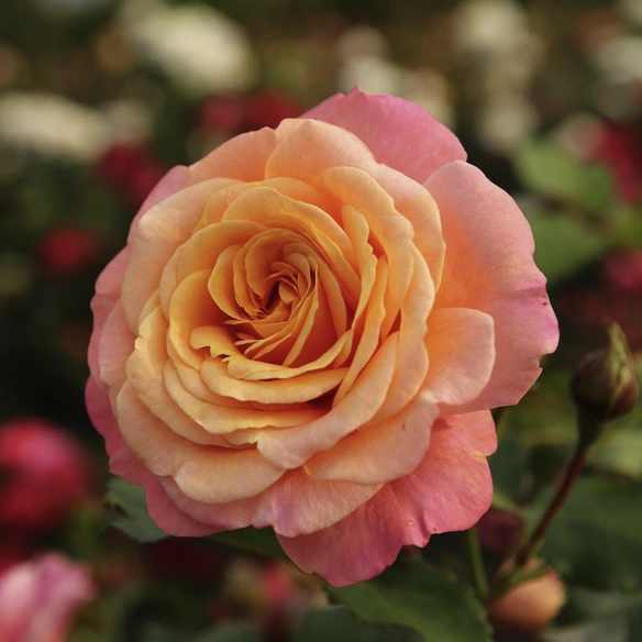 Kletterrose, Rosa »Peach Melba®«, Blütenfarbe: apricot