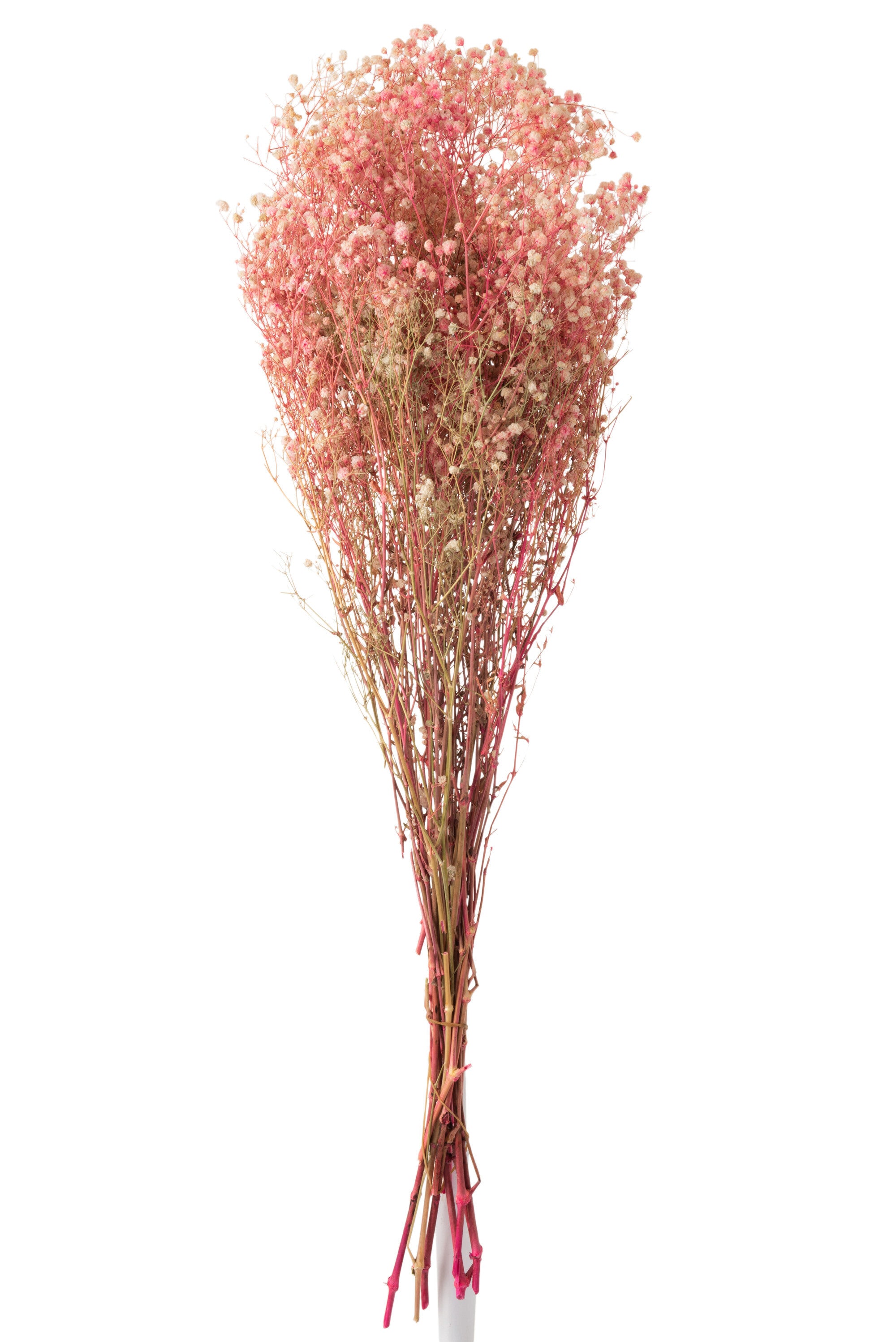 J-Line droogbloemen - Bundel Gypsophilia Gedroogd - riet - r