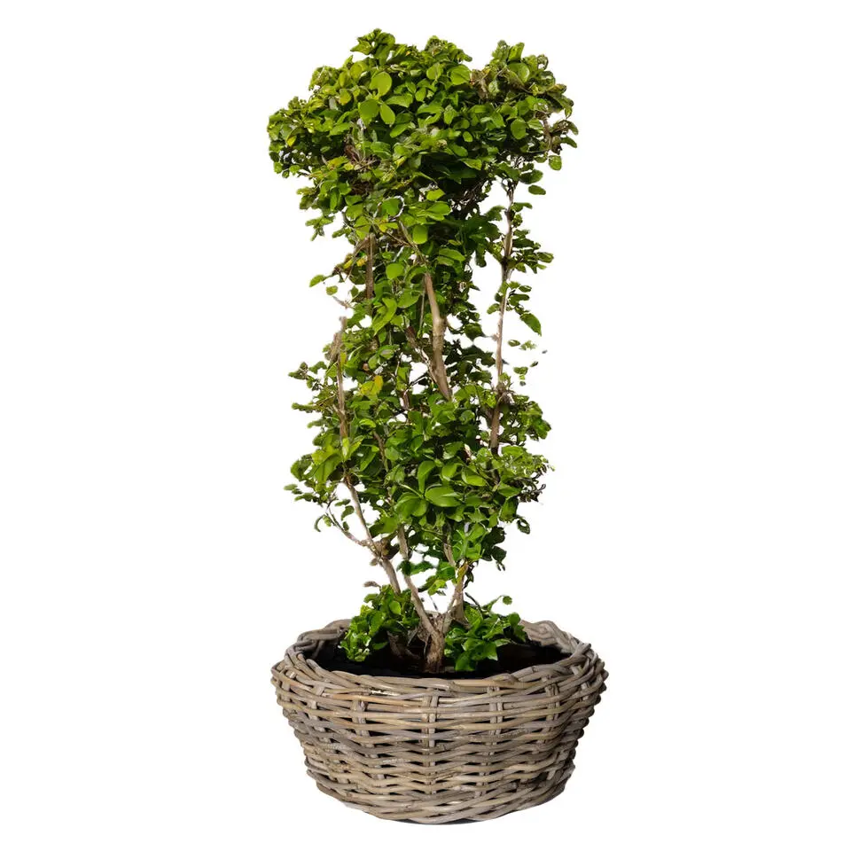 Van der Leeden Terrasschaal -rotan gevlochten - D36xH28 cm - mand