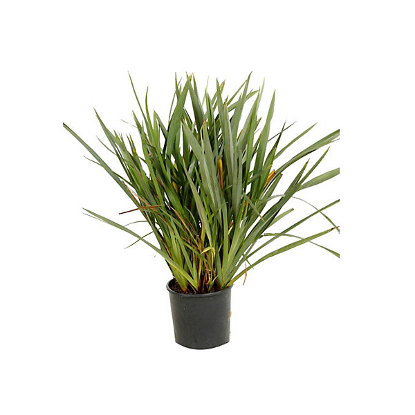 Lin de Nouvelle-Zélande - Phormium tenax- 60-80 cm pot