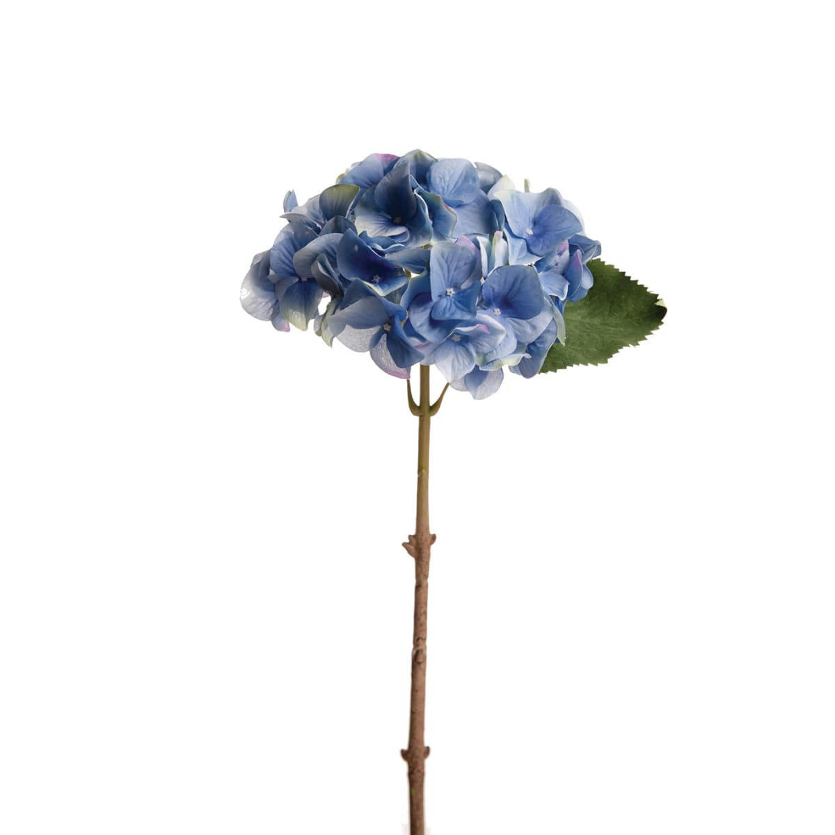 - Hortensia avec feuille H47