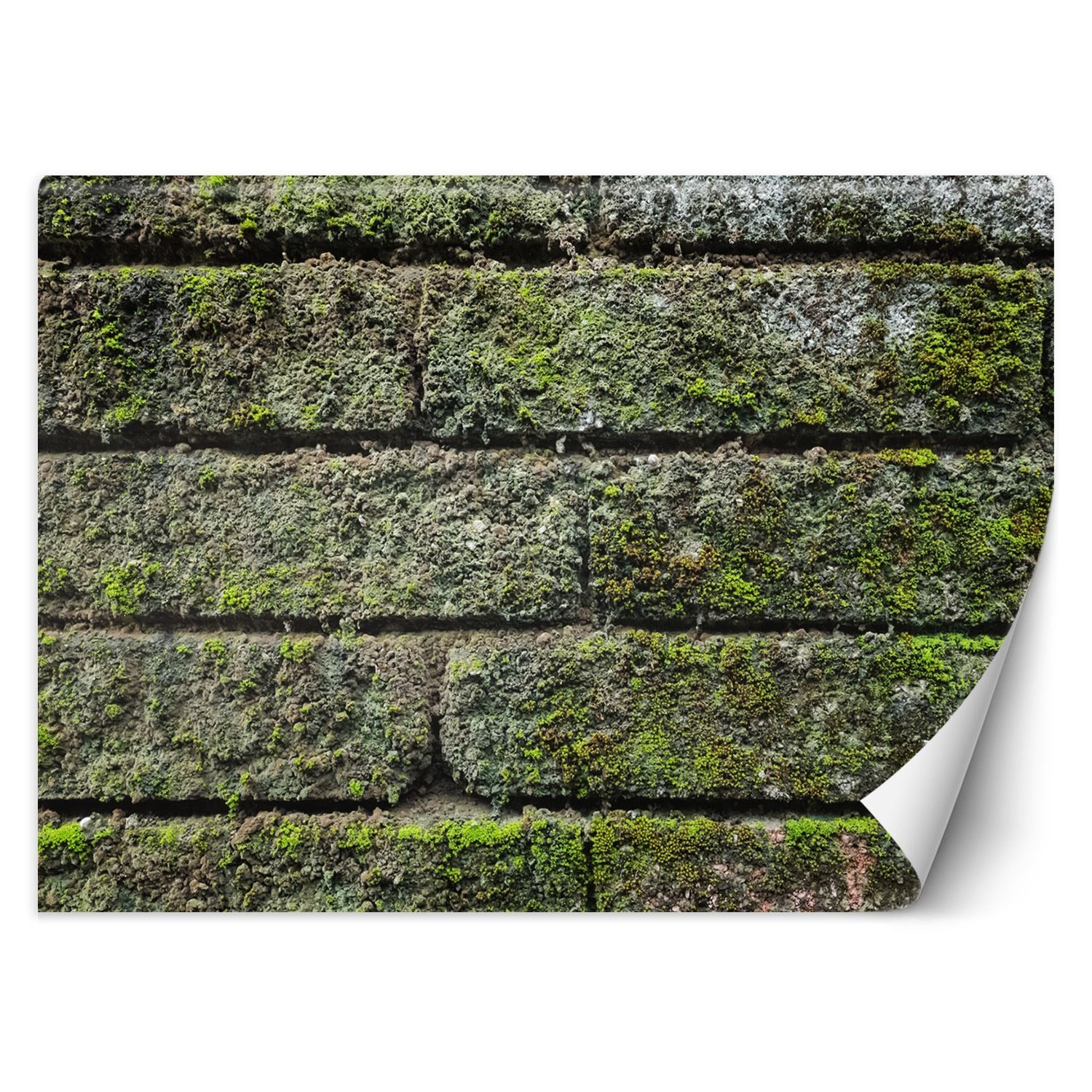Feeby Fototapeta, Mur cegła mech 150x105