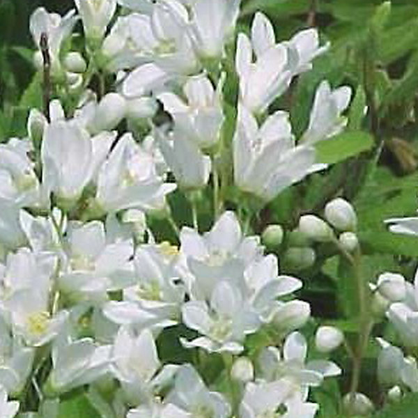 2 x Deutzie gracile - Deutzia gracilis 'Nikko'- 25-30 cm pot