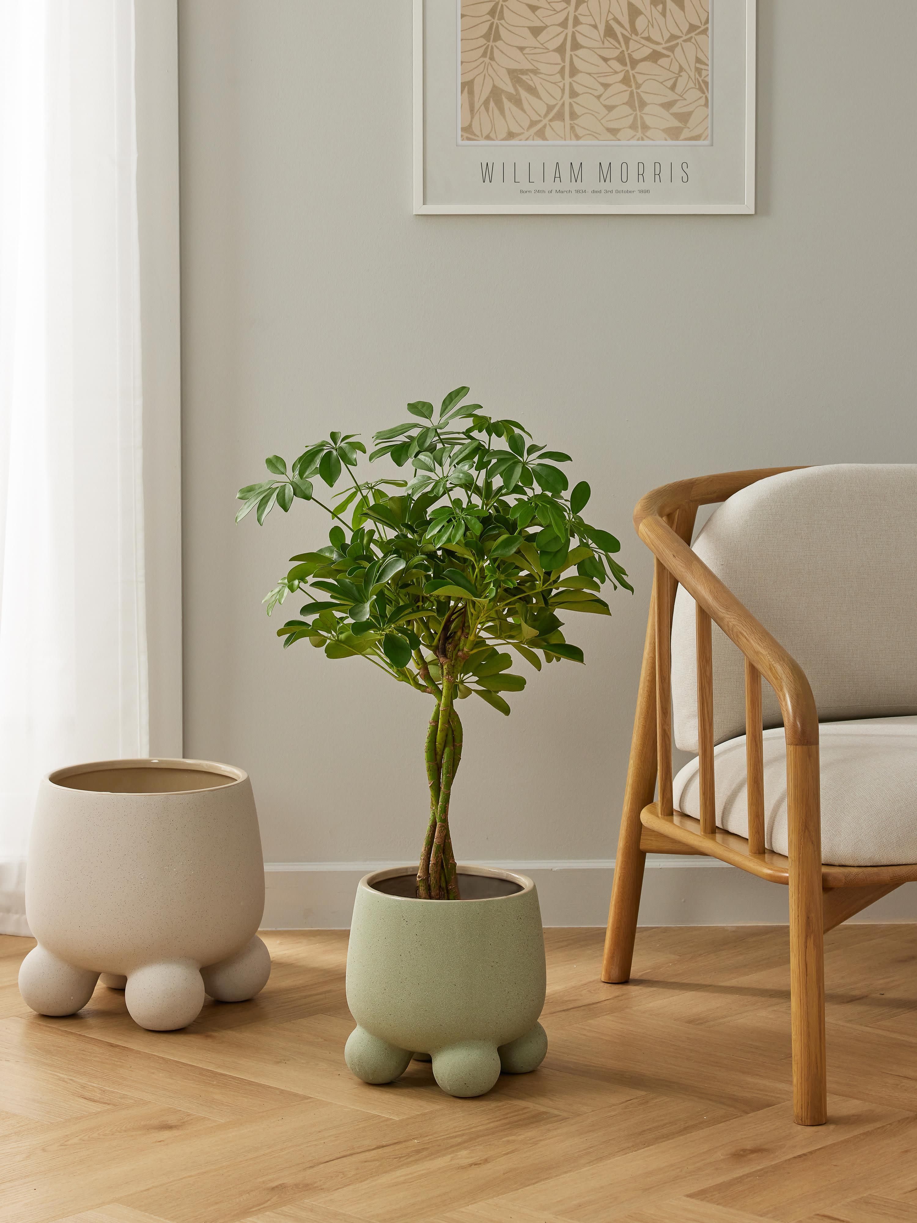 übertopf Olea, H 26 cm