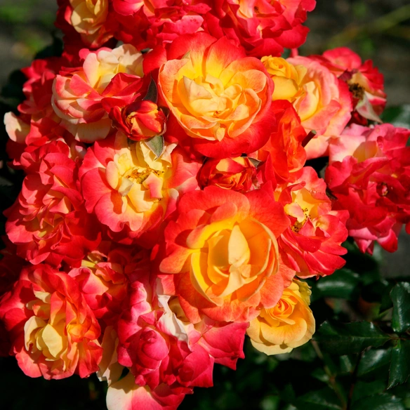 Beetrose, Rosa »Firebird®«, Blüte: gelb, gefüllt