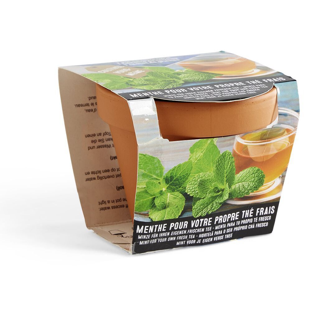 Pot terre cuite culture menthe avec graines et terreau H8.5cm
