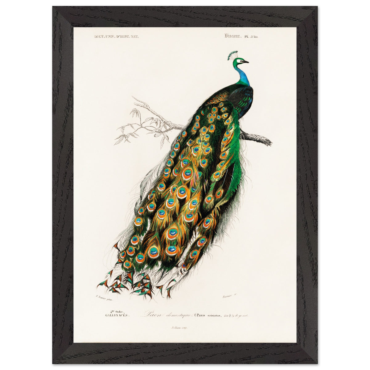 Artfulprints Poster met Lijst Charles Dessalines d'Orbigny - Indian peafowl (pavo cristatus)  - A4 21x29.7 cm - Groen