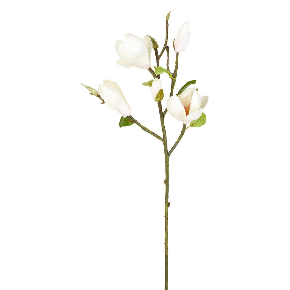 - Magnolia en bourgeons H50cm
