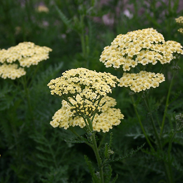 6 x Achillée millefeuille 'Alabaster' - Achillea 'Alabaster'- godet 9cm x 9cm