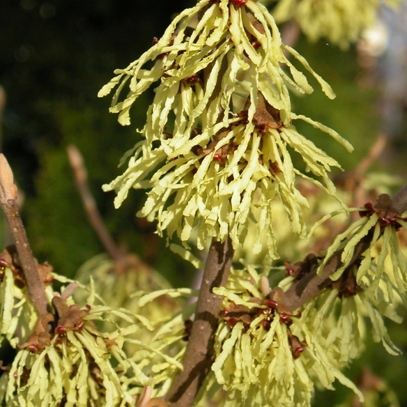 Pflanze »Hamamelis intermedia«, Zaubernuss, mehrjährig