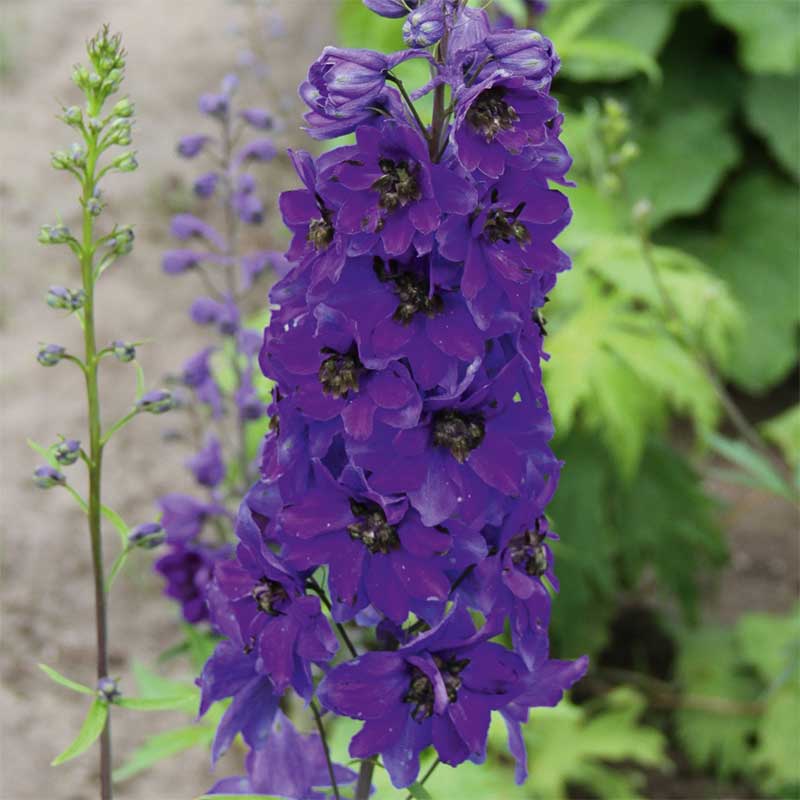 Trädgårdsriddarsporre 'Magic Fountains Dark blue/Dark Bee'