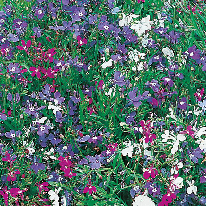 Kaplobelia 'String of Pearls'