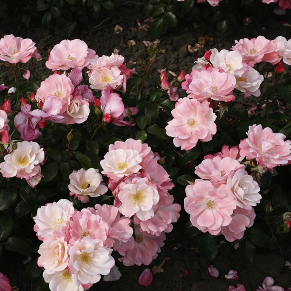 Beetrose, Rosa »Roseromantic®«, Blüten: weiß/rosa