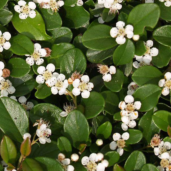 2 x Cotonéaster 'Skogholm' - Cotoneaster suecicus 'Skogholm'- 30-40 cm pot