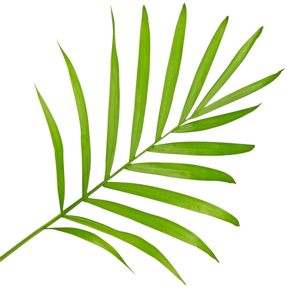 Bergpalme Chamaedorea elegans