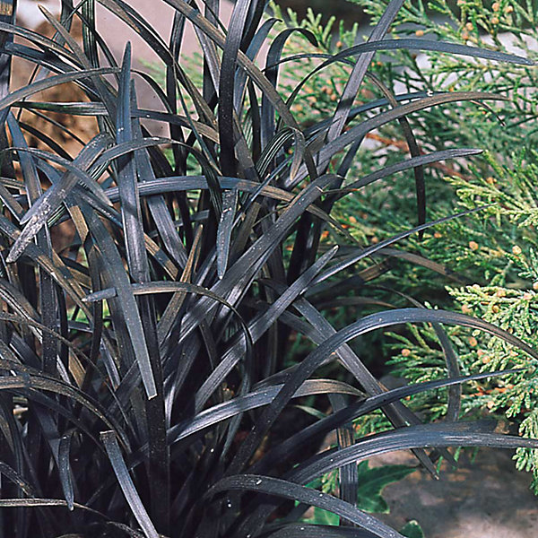 6 x Barbe de serpent 'Niger' - Ophiopogon planiscapus 'Niger'- godet 9cm x 9cm