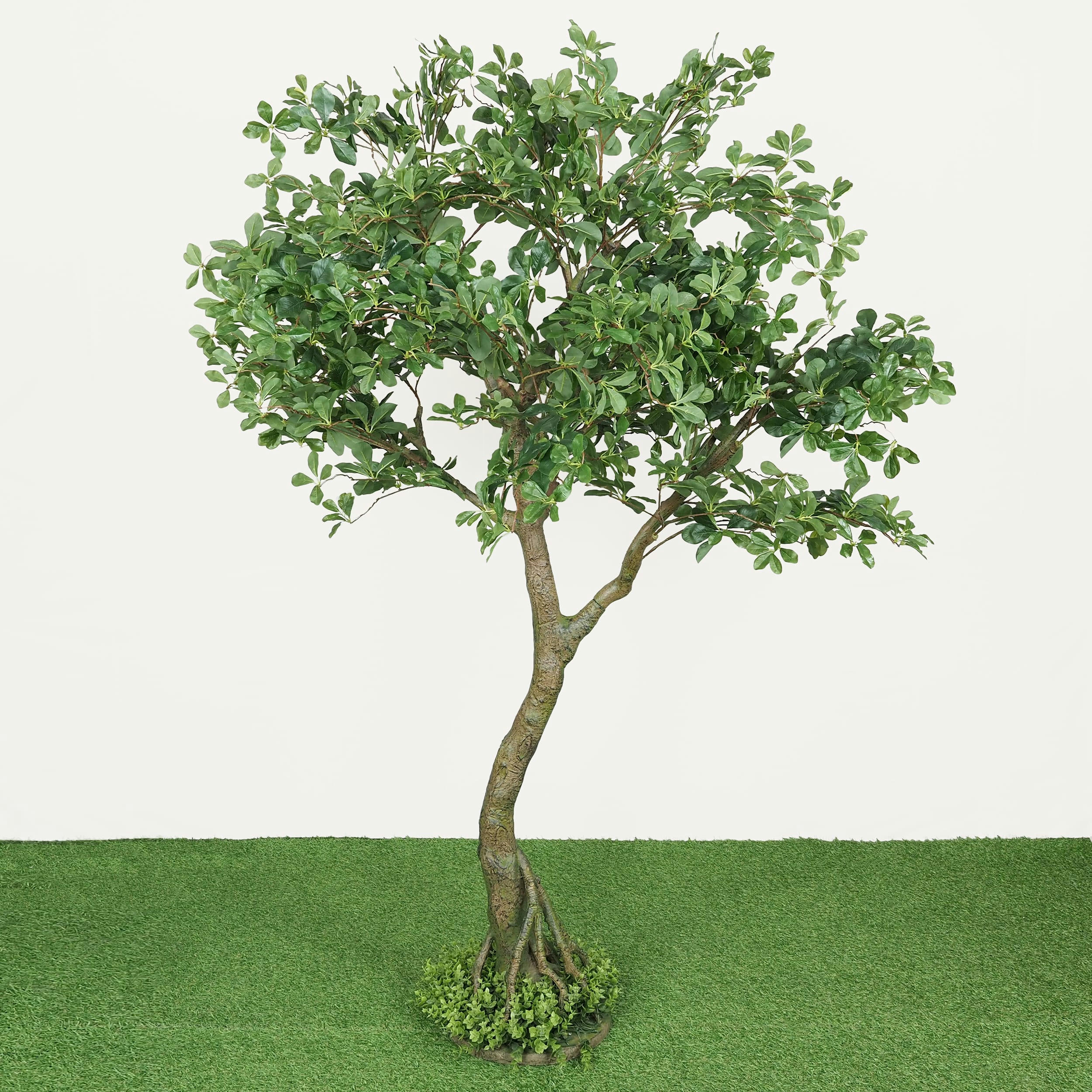 - Schefflera luseana bonsaï artificiel 190cm