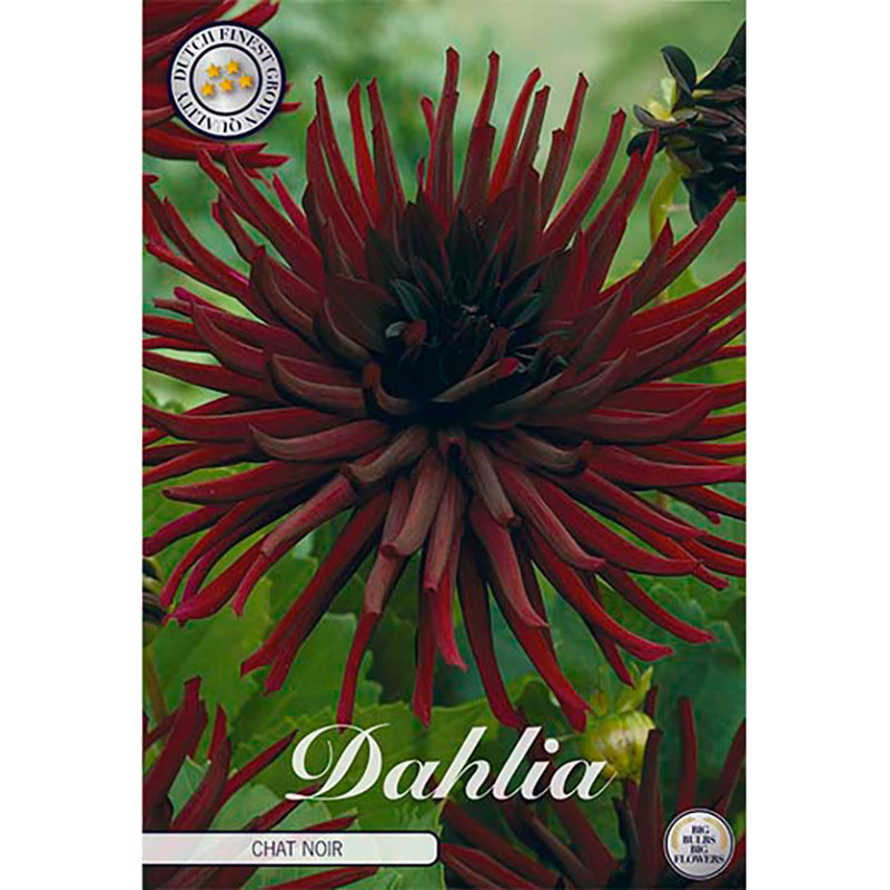 Kaktusdahlia 'Chat Noir'