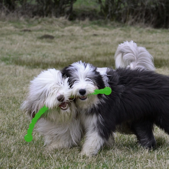 Hundespielzeug, mehrfarbig