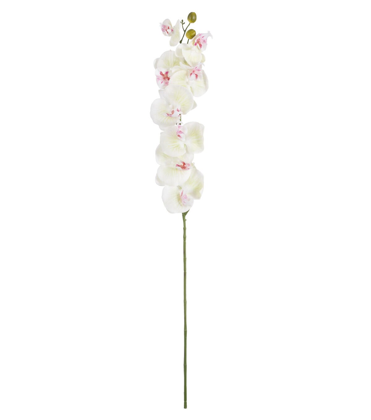 36 White & Pink Phalaenopsis Stem by Bloom Room