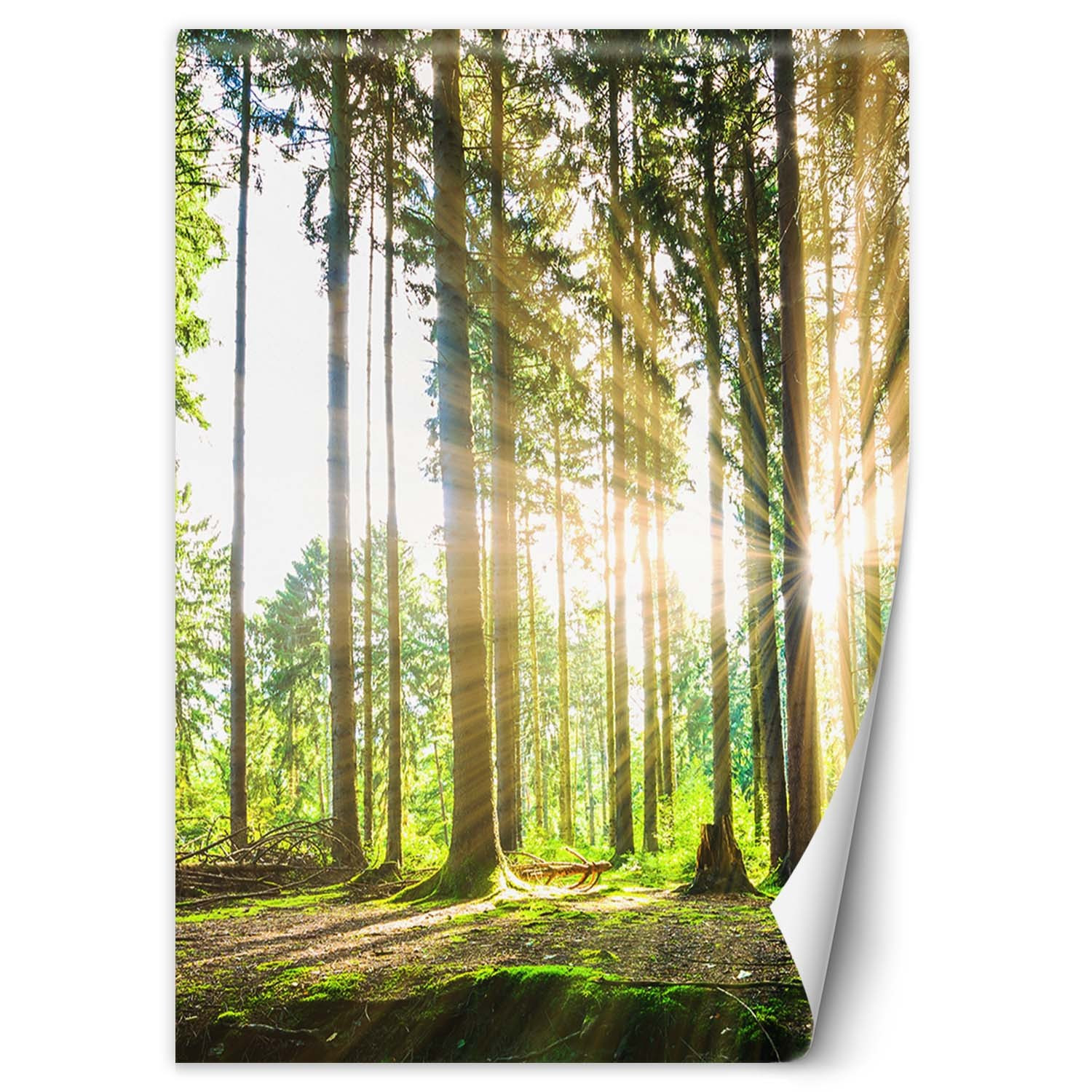 Feeby Fototapeta, Las promienie słońca 100x140