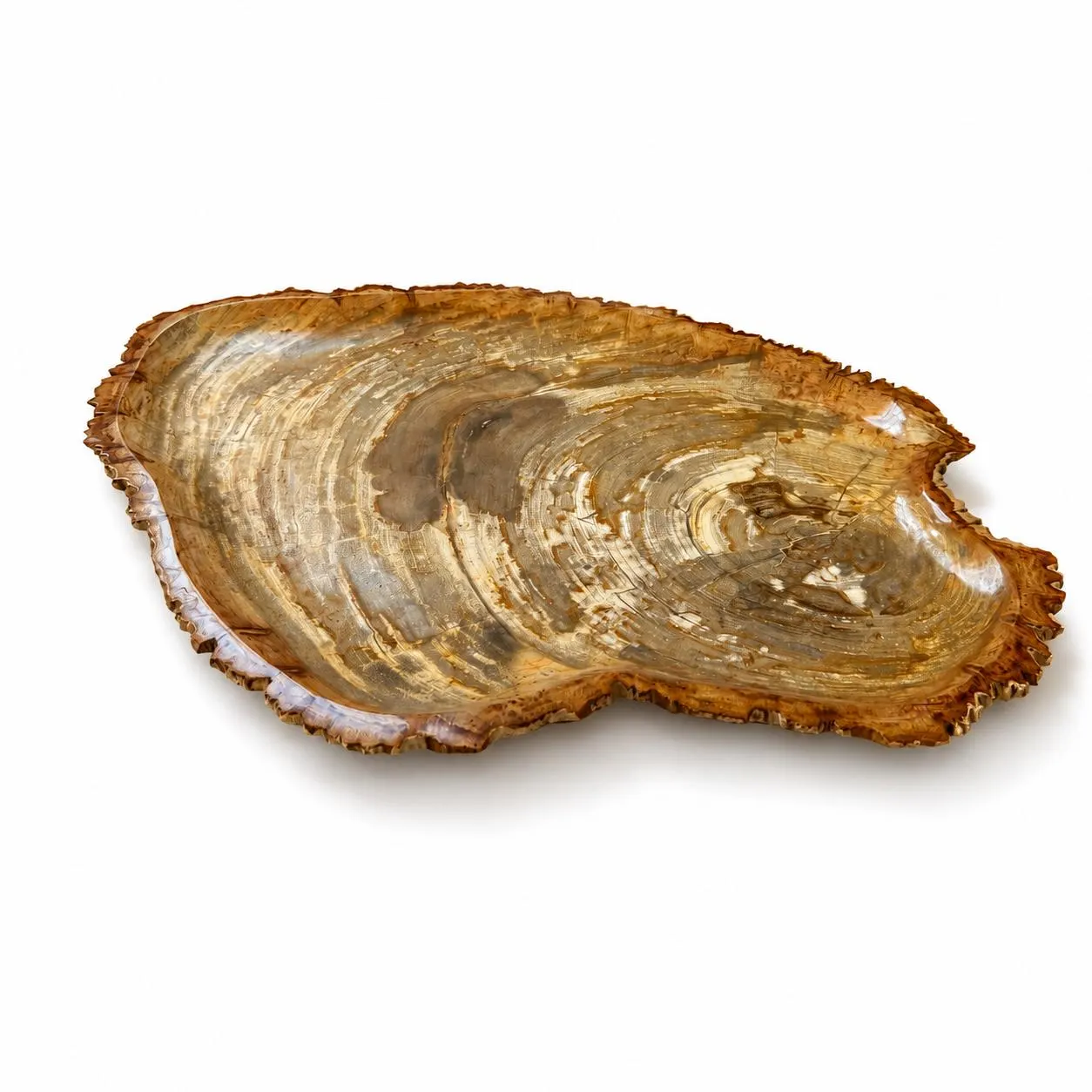 Extra Large Petrified Wood Centerpiece Platter 24