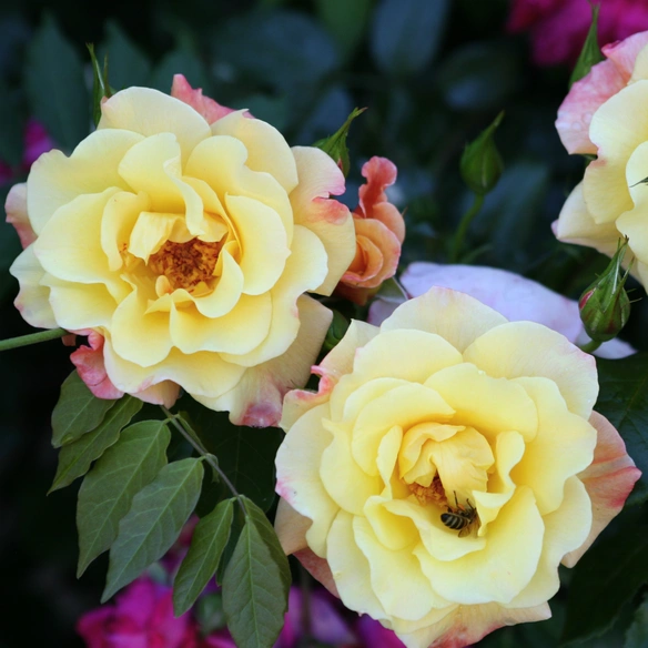 Kletterrose Rosa »Moonlight®«