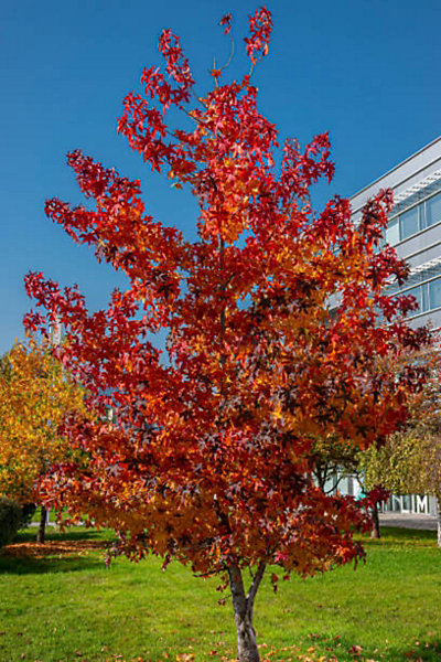 Arbres et plantes - LIQUIDAMBAR styraciflua Highlight C15L BALIVEAU 150/250 cm (hors pot) - 150cm - Jaune doré - Extérieur