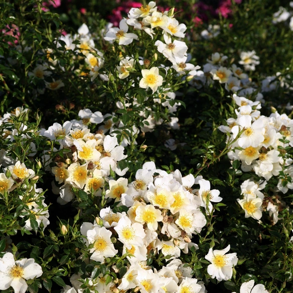 Zwergrose, Rosa »Sonnenröschen®«, Blüten: weiß