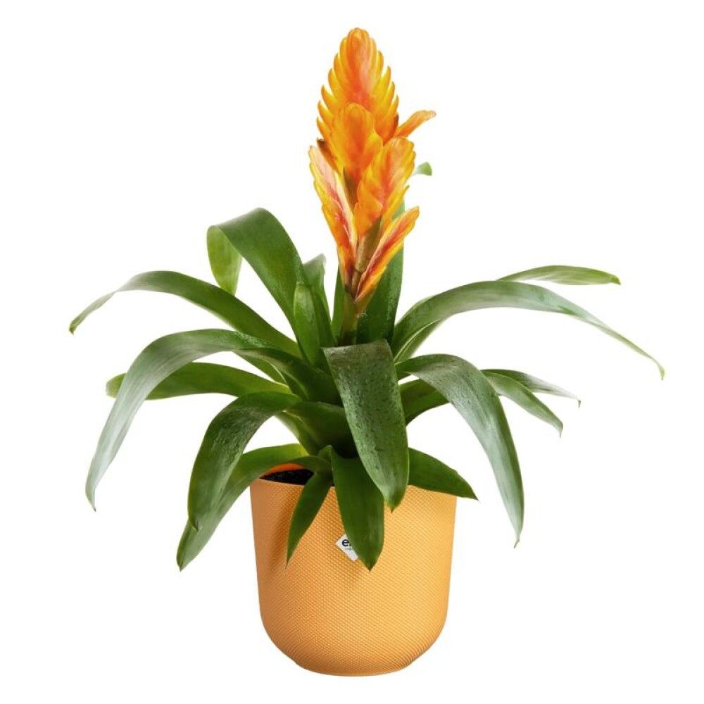 URTEPOTTESKJULER ELHO JAZZ RUND 16 CM GUL