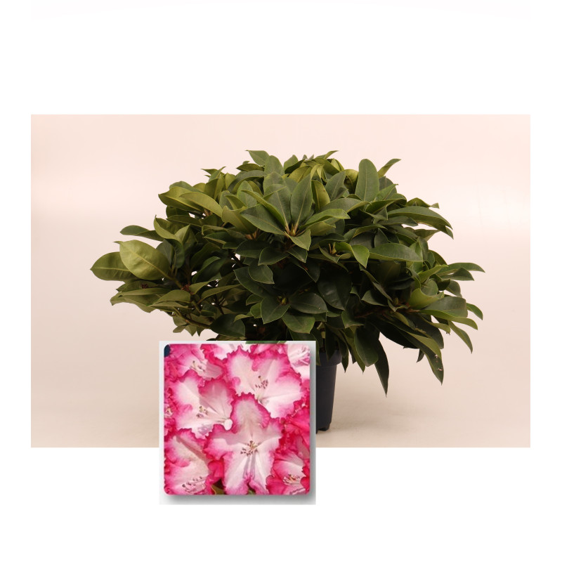 Rhododendron XXL en pot