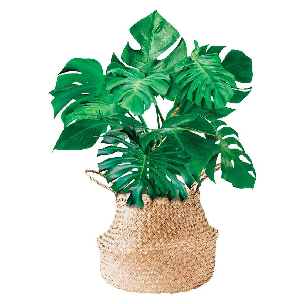 PLANTE - Autocollant mural plante 64x47cm