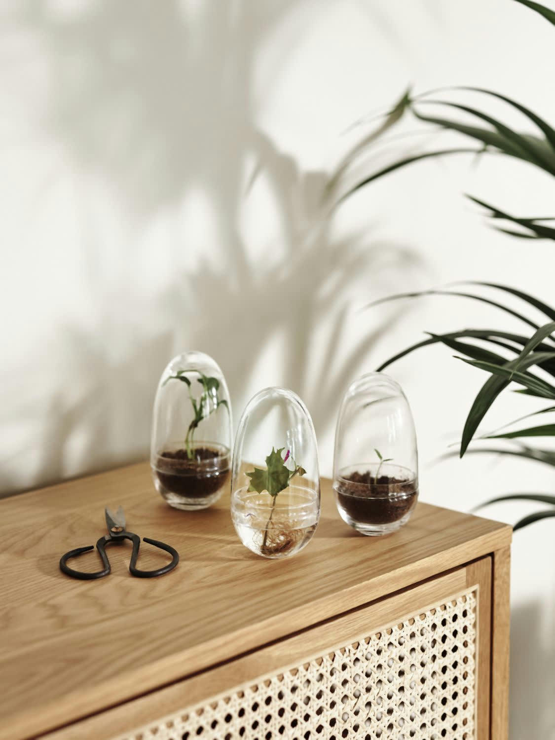 GROW - Mini-serre Grow Verre soufflé transparent S